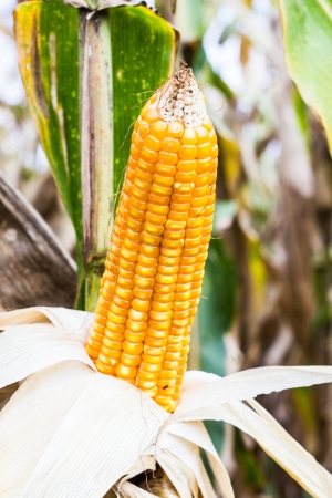 yellow corn in corn field thailandの写真素材