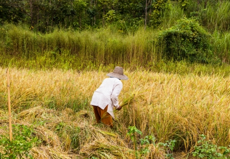 farmer who work hard in the field everydayの写真素材