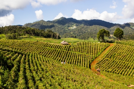 the tomatoes in the field at north thailandの写真素材