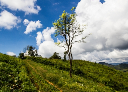 a beautiful view mountain in autumn at norththailandの写真素材