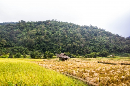 the gold rice field in moumtain maehongson thailandの写真素材