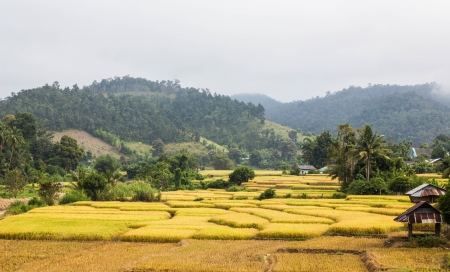 the hut in the gold field maelanoi thailandの写真素材