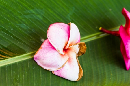 a frangipani flower on green leaf in templeの写真素材