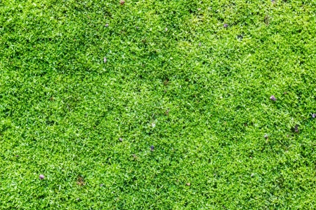 a green moss on the ground in garden