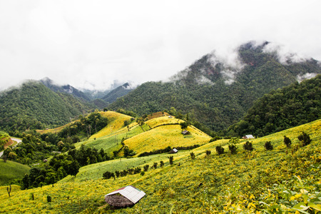 a yellow  beans fields on the mountainの写真素材