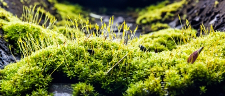 bright green mos micro on roofの写真素材