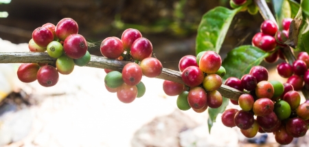 red coffee beans on the coffee treeの写真素材