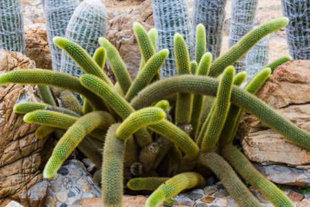 closeup of some beautiful cactus in gardenの写真素材