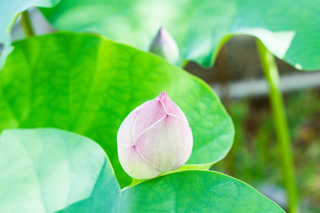 lotus flower and green leafs in my garden.の写真素材