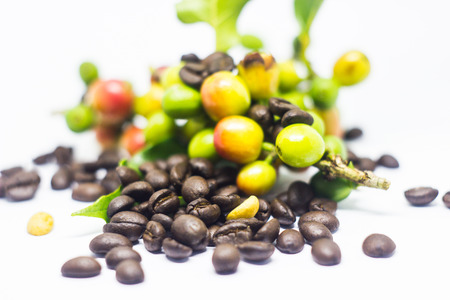 colourful of coffee beans on white ground.の写真素材