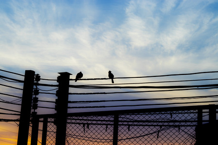 birds on cable and sky and clouds background falling love.の写真素材