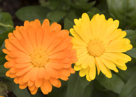 beautiful flower on green leaf.の写真素材