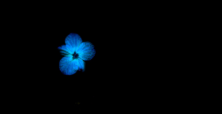Beautiful flower in black vase on black background , process in vintage styleの写真素材