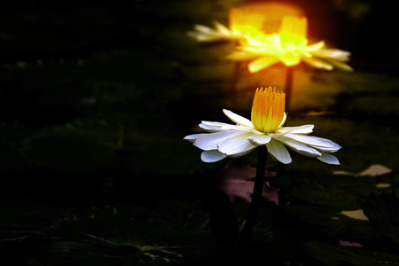 The beautiful white lotus flower or water lily reflection with the water in the pond.の写真素材