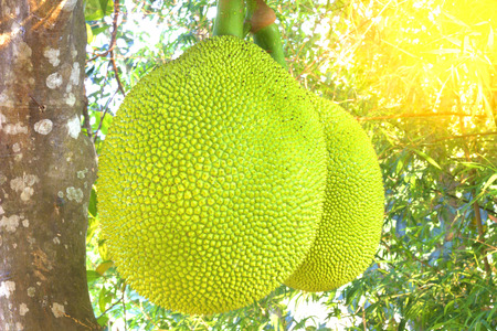 Jackfruit Tree and young Jackfruits on tree and sunrise