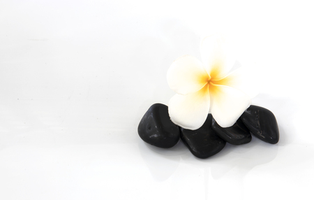 flower frangipani on white background and back stone.の写真素材