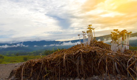 Mushrooms in forest sceneの写真素材