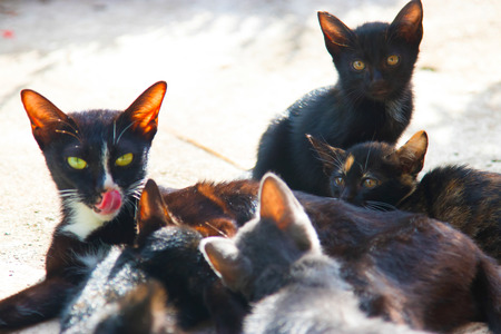 five Cat Families in this morning.の写真素材