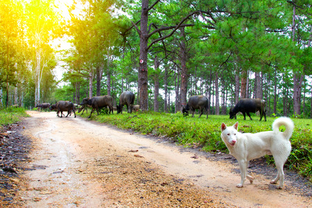 Buffalo eating green grass under pine trees.の写真素材