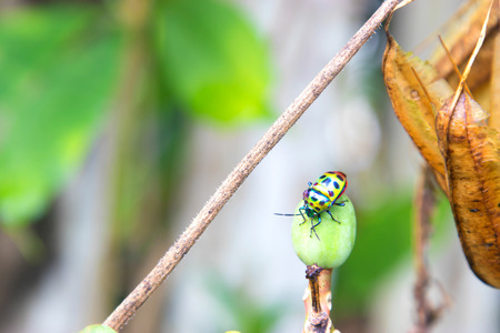 Close-up of green ladybug on leaf.
