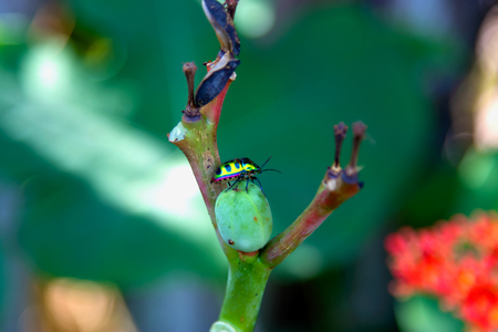 Close-up of green ladybug on leaf.の写真素材