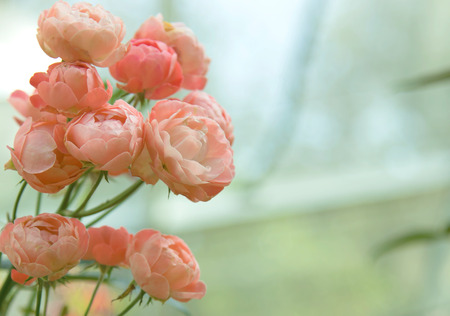 close up natural pink roses background. valentine day fall in love.の写真素材