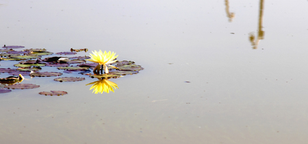 Yellow lotus blossom with reflection in the pond,Closeup.の写真素材