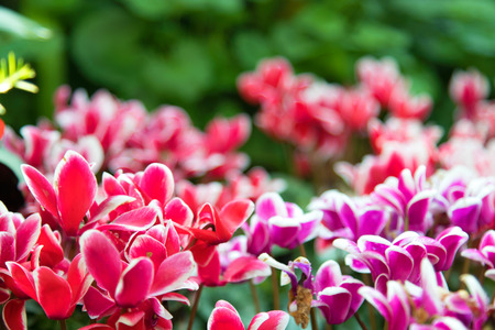 Beautiful flower background. Amazing view of bright colorful flowering in the garden at the middle of sunny summer of spring day with green grass landscape.の写真素材