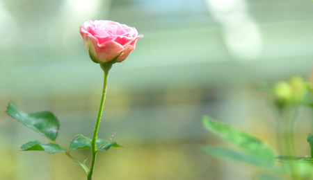 close up natural pink roses background. valentine day fall in love.の写真素材