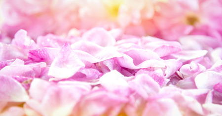 Sweet color roses in soft style for background.の写真素材