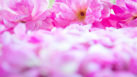 Sweet color roses in soft style for background.の写真素材