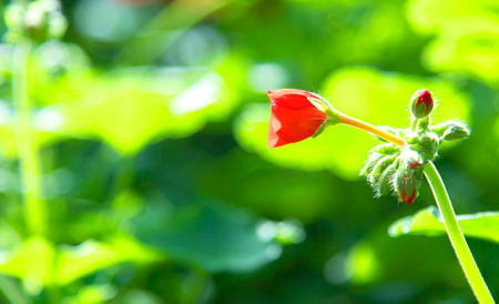 Beautiful flower background. Amazing view of bright colorful flowering in the garden at the middle...