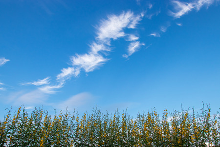 blue sky background with tiny clouds and yellow flowers field.の写真素材