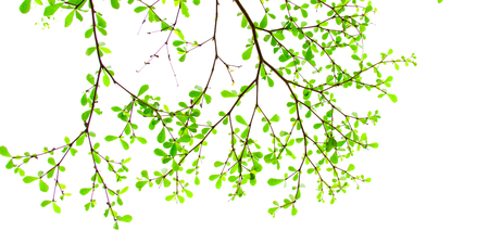 green fresh leaves on white background.の写真素材