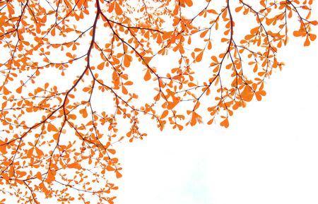 fresh leaf on white background.