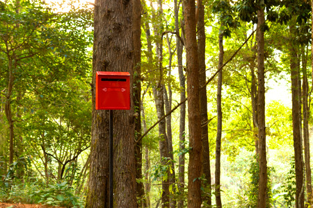 Red letterbox in green pine forest.