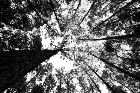 Bottom view of tall old trees in pine forest of natureの写真素材