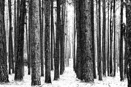 Country road surrounded by colorful pine wood in rainy season.の写真素材