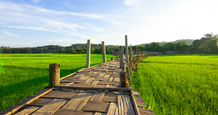 Rural Green rice fields and bamboo bridge. Place name Sutongpe Bridge. the longest wooden bridge located in Mae Hong Son province The Northern of Thailandの写真素材