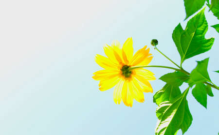Mexican sunflower weed and blue sky background.