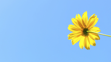 Mexican sunflower weed and blue sky background.の写真素材