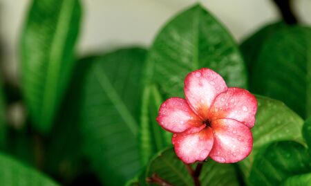 Plumeria, water drops from rain, naturally, fresh pink frangipani flower with leaves in garden.の写真素材