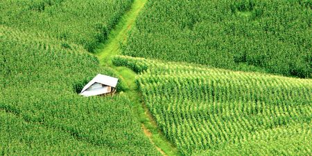 rural road and hut in corn fields on mountains. Nature green fields in rainy seasonの写真素材