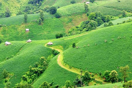 rural road in soy bean fields on mountains. Nature green fields in rainy seasonの写真素材