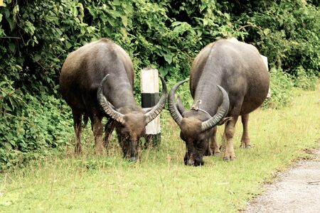the buffalo on green meadow in forest.の写真素材