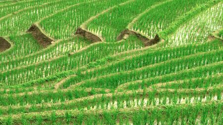Green Terraced Rice Field in Pa Pong Pieng , Mae Chaem, Chiang Mai, Thailand.の写真素材