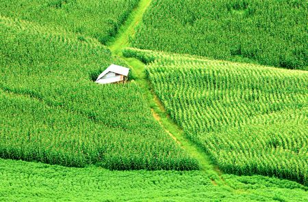 rural road and hut in corn fields on mountains. Nature green fields in rainy seasonの写真素材