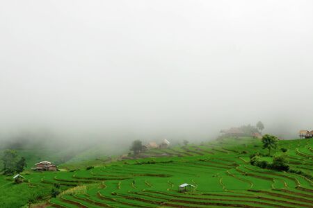 Green Terraced Rice Field in Pa Pong Pieng , Mae Chaem, Chiang Mai, Thailand.の写真素材