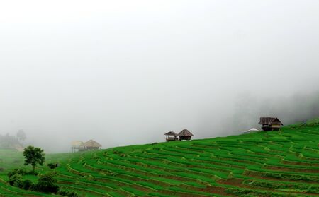 Green Terraced Rice Field in Pa Pong Pieng , Mae Chaem, Chiang Mai, Thailand.の写真素材