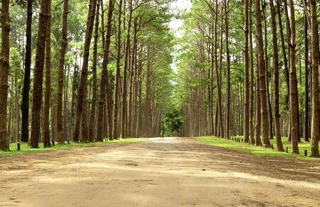 Forest road in the morning with bright sunlight.の写真素材